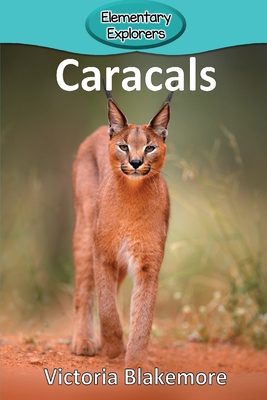 Caracals - Blakemore, Victoria