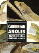 Caribbean Anoles