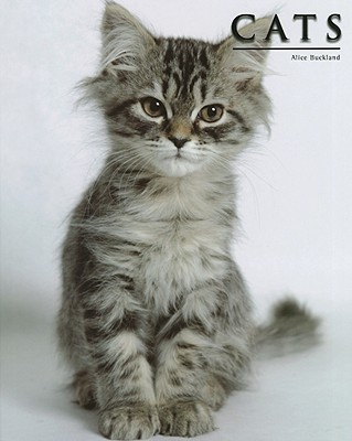 Cats - Buckland, Alice