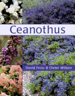 Ceanothus