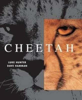 Cheetah - Hunter, Luke, and Hamman, Dave (Photographer)
