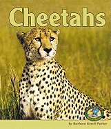 Cheetahs