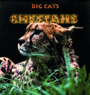 Cheetahs - Middleton, Don