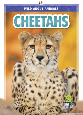 Cheetahs - Temple, Colton