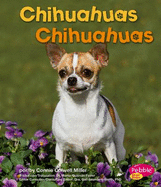 Chihuahuas/Chihuahuas