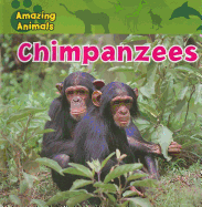 Chimpanzees