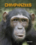 Chimpanzees