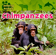 Chimpanzees
