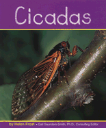 Cicadas