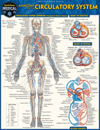 Circulatory System