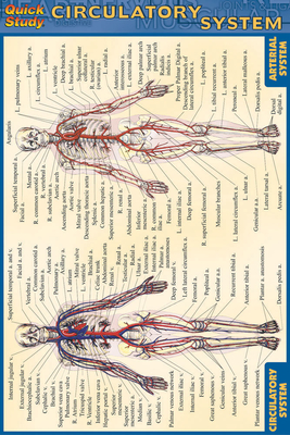 Circulatory System - Perez, Vincent
