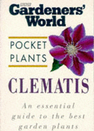 Clematis