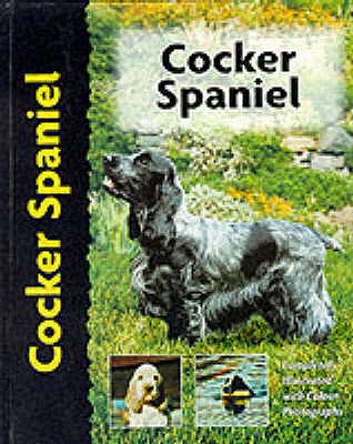 Cocker Spaniel - Wessem, Haja Van