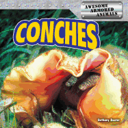Conches
