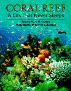 Coral Reef: A City That Never Sleeps