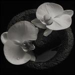 Corpse Flower