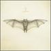 White Bat