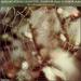 Mozart: String Quartets K421 & K465 Dissonance