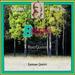 Brahms: Piano Quartets Nos. 1-3