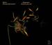 Telemann: Ouvertures � 8
