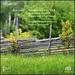 Schubert: Symphonies Nos. 1 & 2