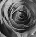 Staniland & Battson: Dark Star Requiem
