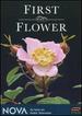 Nova: First Flower