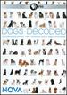Nova: Dogs Decoded