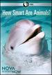 Nova Science Now: How Smart Are Animals
