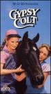 Gypsy Colt