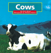 Cows