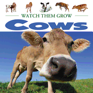 Cows
