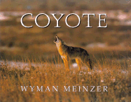 Coyote