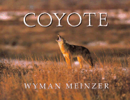 Coyote