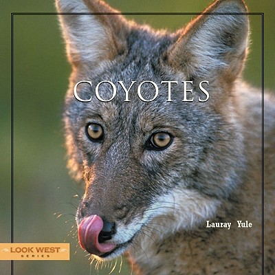 Coyotes - Yule, Lauray