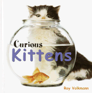 Curious Kittens
