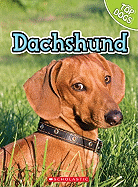 Dachshund