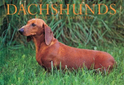 Dachshunds Postcard Book