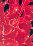 Dale Chihuly: Chihuly Marlborough