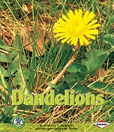 Dandelions