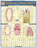 Dental Anatomy