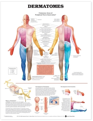 Dermatomes Anatomical Chart - Anatomical Chart Company (Prepared for publication by)