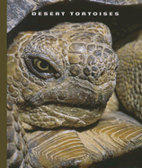Desert Tortoises