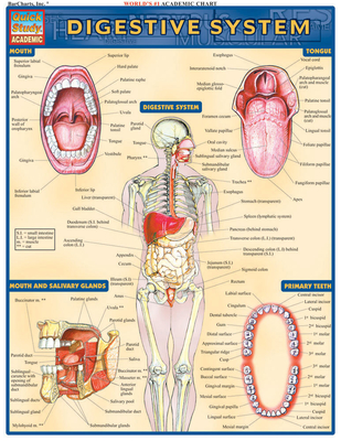 Digestive System - Perez, Vincent