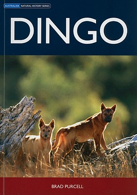 Dingo - Purcell, Brad