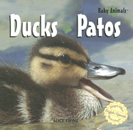 Ducks / Patos