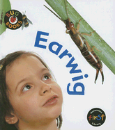 Earwig