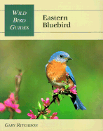 Eastern Bluebird