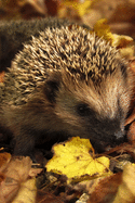 Ein Igel wandert durch das Laub Notizbuch