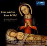 Eine sch�ne Rose bl�ht